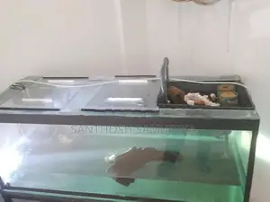 Fish Tank with Accessories