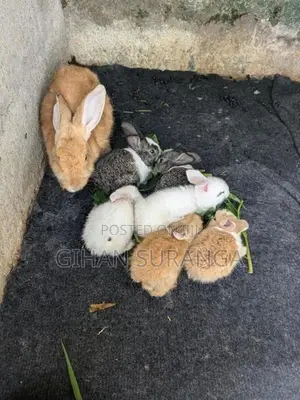 Rabbits