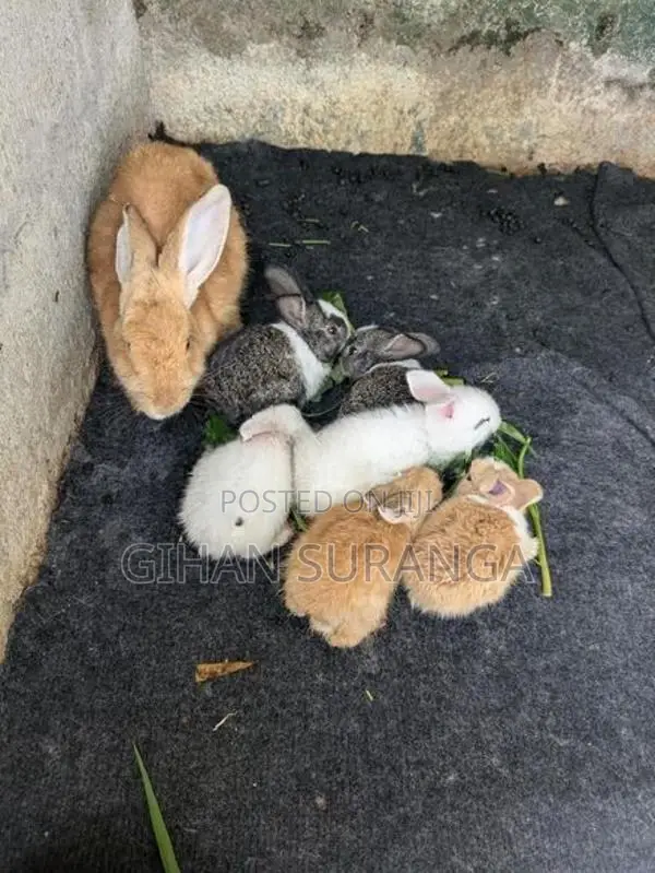 Rabbits