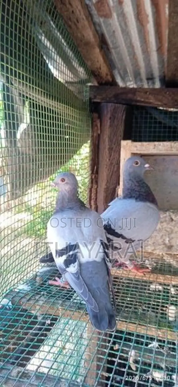 Racing Pigeon