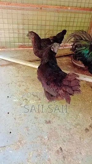 கருஞ்சேவல் கோழிகள்