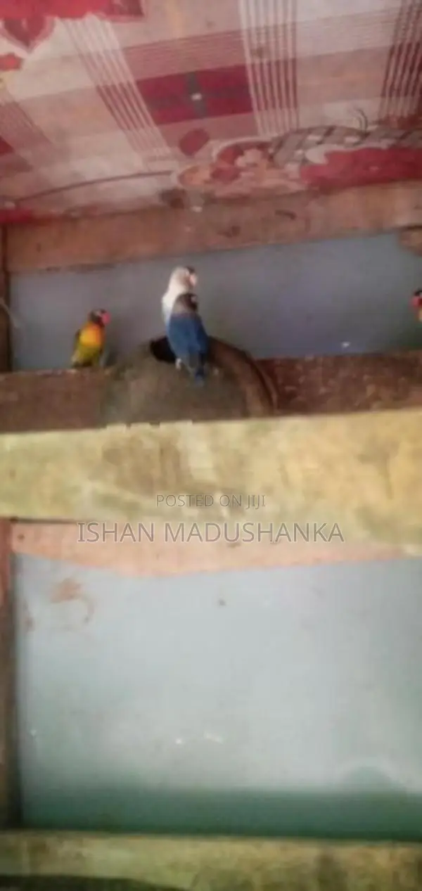 African Breeding Pair