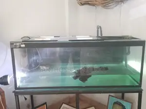 Fish Tank with Accessories