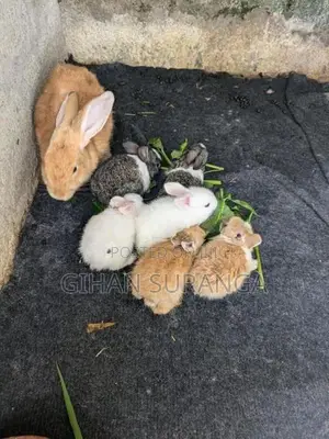 Rabbits