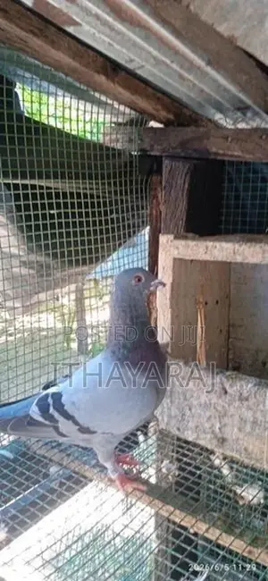 Racing Pigeon