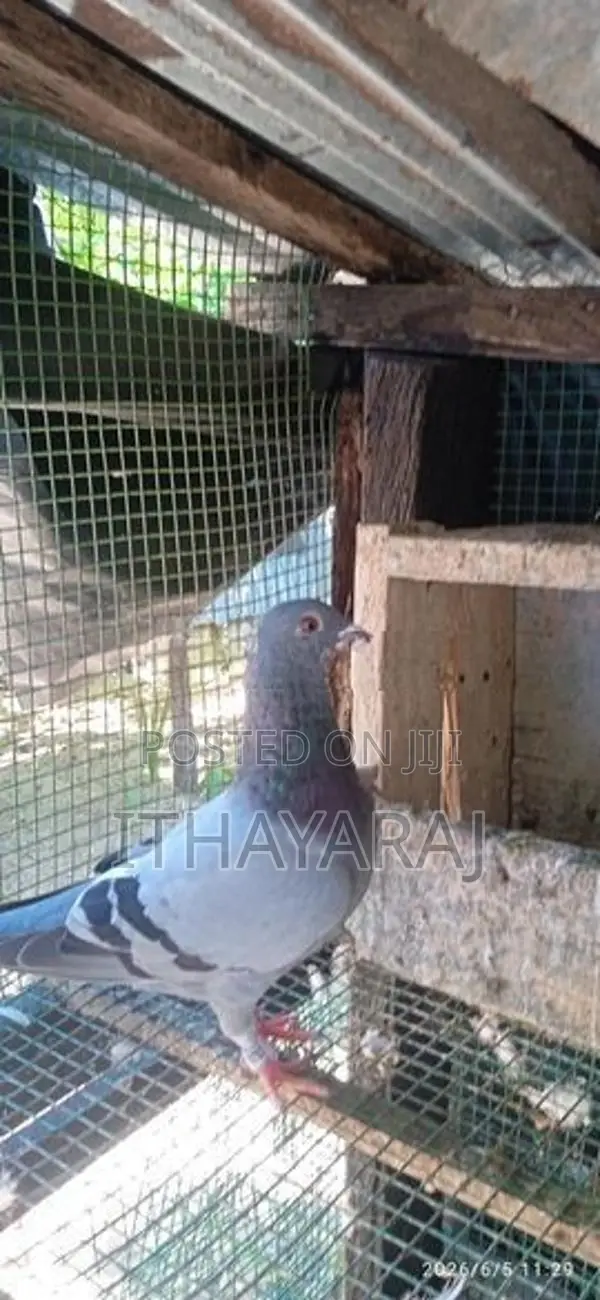 Racing Pigeon