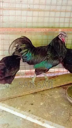 கருஞ்சேவல் கோழிகள்