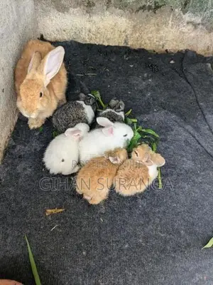 Rabbits