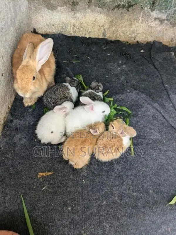 Rabbits