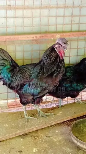 கருஞ்சேவல் கோழிகள்
