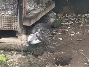 Pigeon