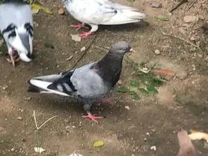 Pigeon