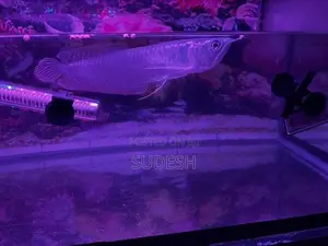 Arowana Silver Fish