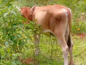 Milk Cow