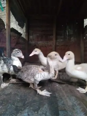 மணி தாரா