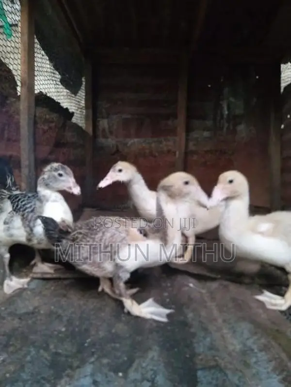 மணி தாரா