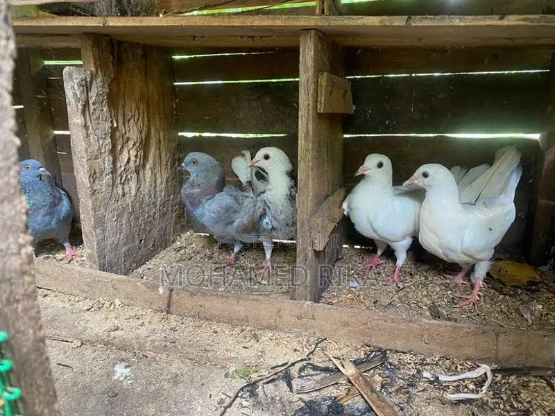 Pigeons