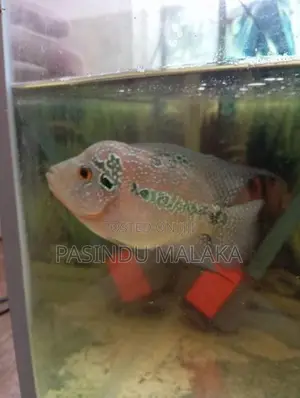 Flower Hone Egg Laying Female