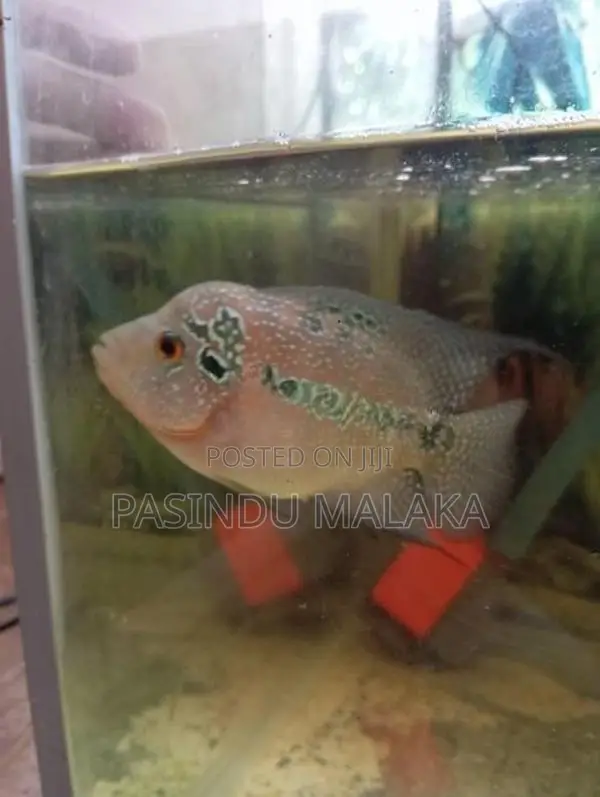 Flower Hone Egg Laying Female