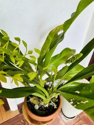 Orchid Plants