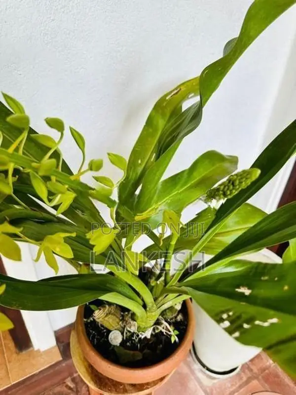 Orchid Plants