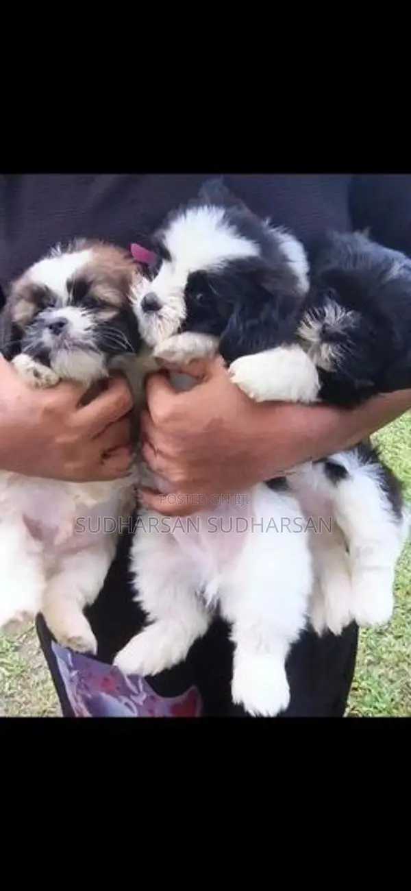 Shih Tzu Puppies