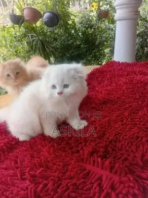 Persian Kittens