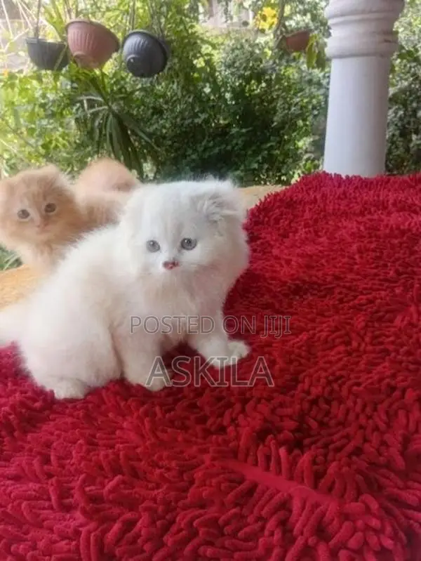 Persian Kittens