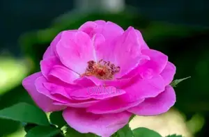 Rose Plant