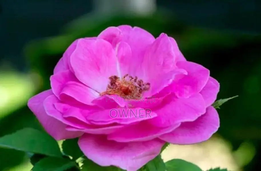 Rose Plant