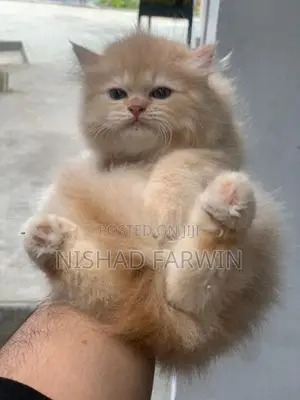 Persian Kittens