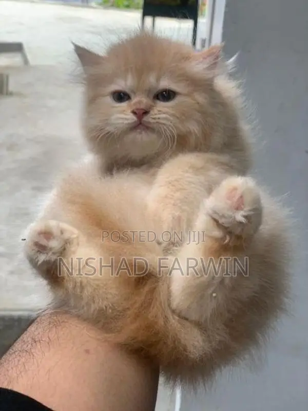 Persian Kittens