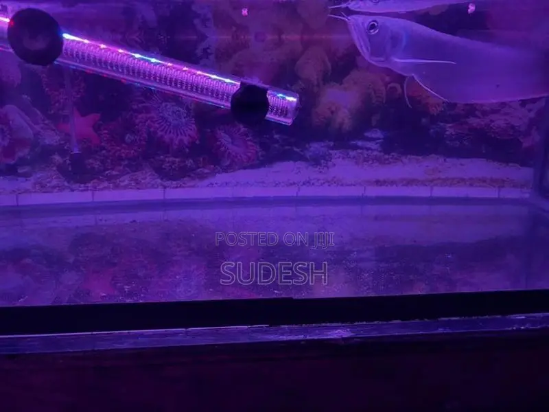 Arowana Silver Fish