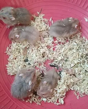 Hamster