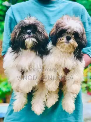 Shih Tzu Puppies