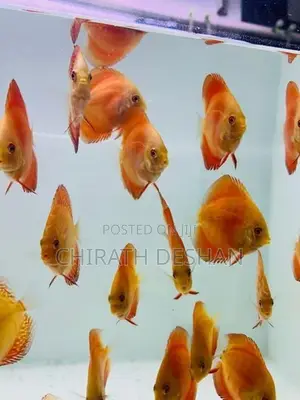Discus Fish