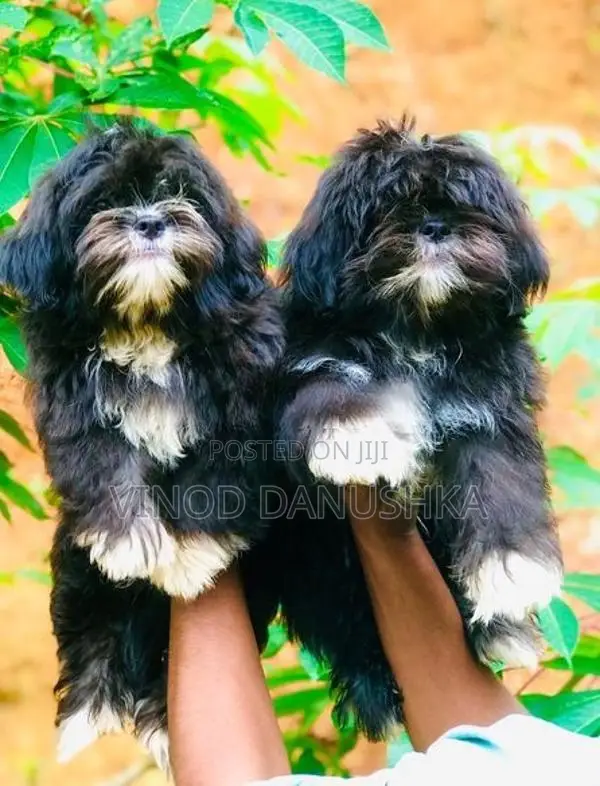Shih Tzu Puppies