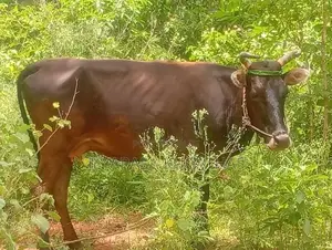 Milk Cow
