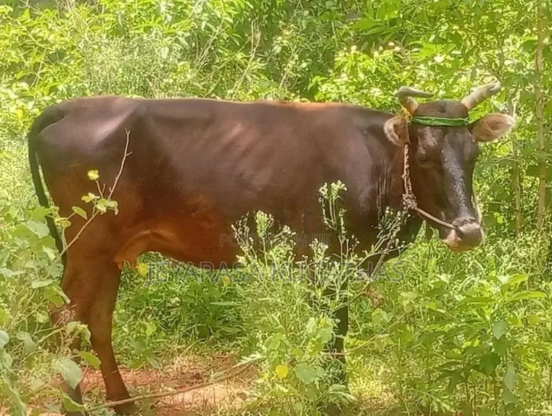Milk Cow
