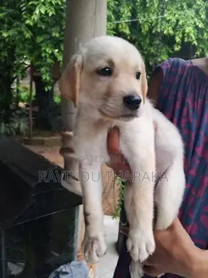 Labrador Puppies