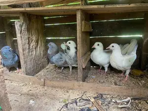 Pigeons