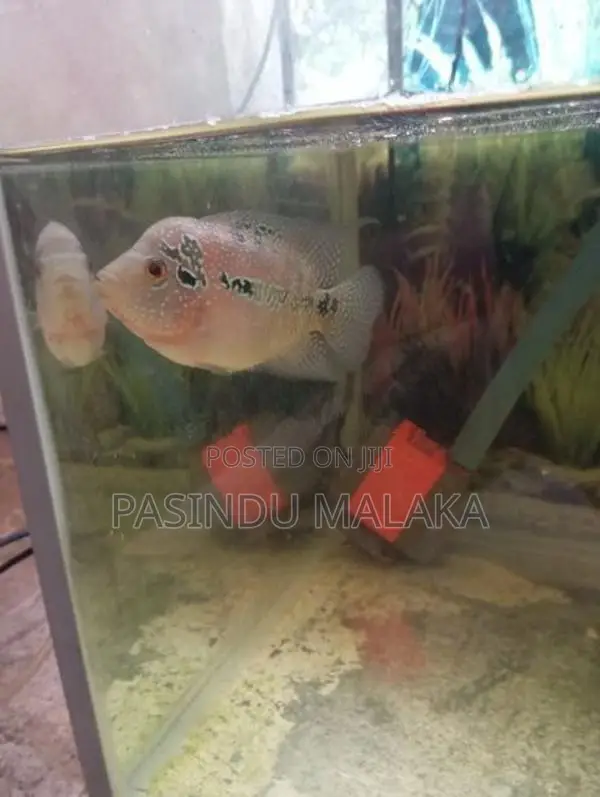 Flower Hone Egg Laying Female