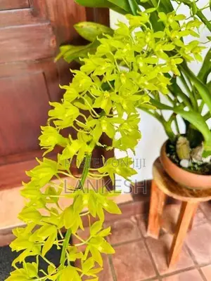 Orchid Plants
