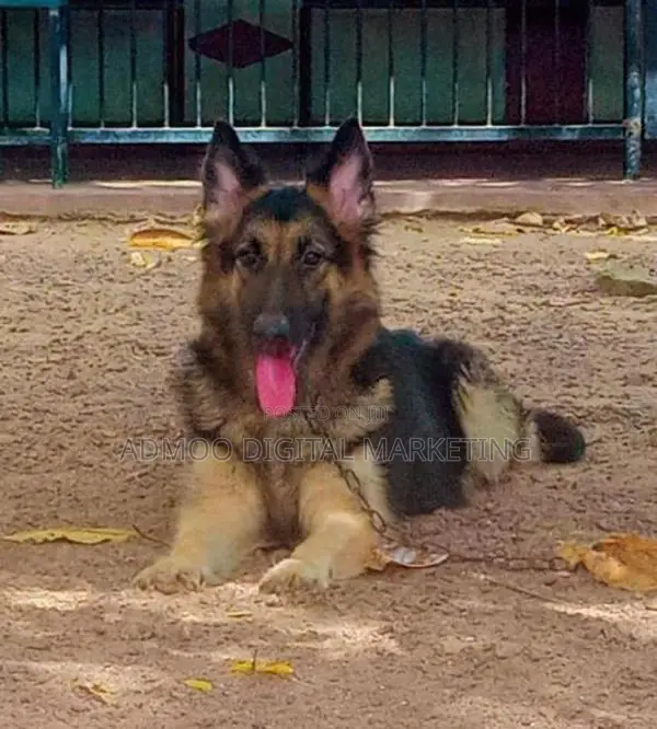 German shepherd puppies
