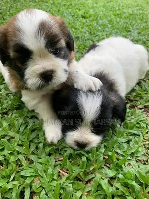 Shih Tzu Puppies