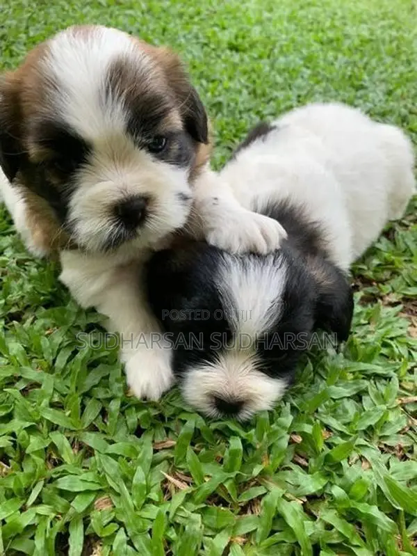 Shih Tzu Puppies