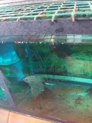 Fighter Fish with Tank