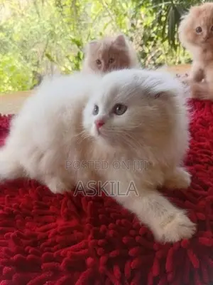 Persian Kittens
