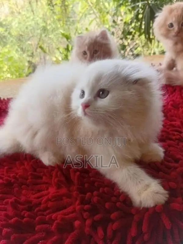Persian Kittens