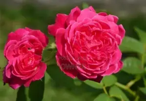 Rose Plant